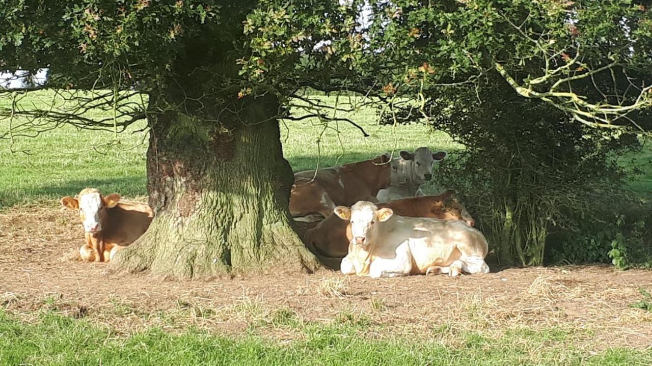 Cockley Hill Farm Bed & Breakfast 布拉克利 外观 照片