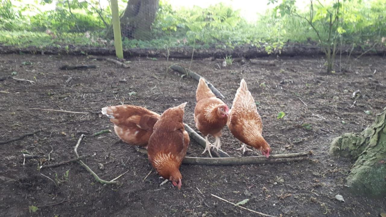 Cockley Hill Farm Bed & Breakfast 布拉克利 外观 照片